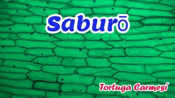 Saburo